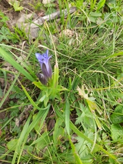 Gentiana septemfida