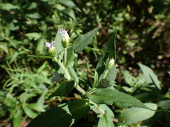 Symphyotrichum puniceum