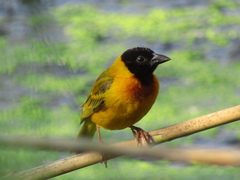 Ploceus melanocephalus