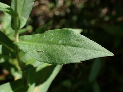 Symphyotrichum puniceum