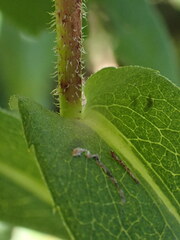 Symphyotrichum puniceum
