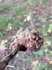 Panaeolus papilionaceus