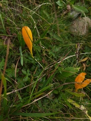 Crocus scharojanii