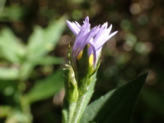 Symphyotrichum puniceum