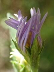 Symphyotrichum puniceum
