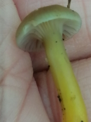 Gliophorus psittacinus