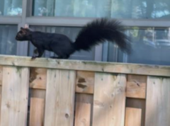 Sciurus carolinensis