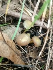 Gliophorus psittacinus