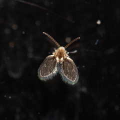 Psychodinae