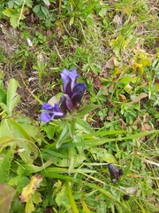 Gentiana septemfida