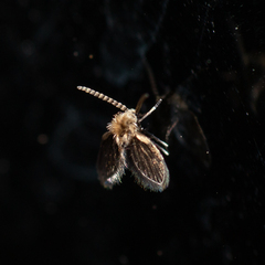 Psychodinae