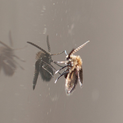 Psychodinae