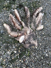 Enteroctopus dofleini