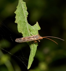 Limnephilus lunatus