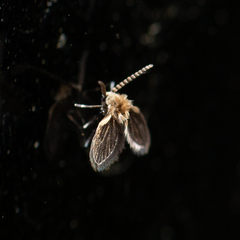 Psychodinae