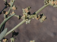 Atriplex portulacoides