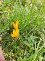 Crocus scharojanii
