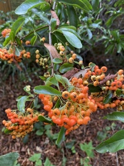 Pyracantha fortuneana