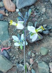 Heliophila cornuta squamata