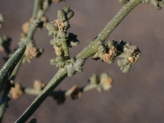 Atriplex portulacoides