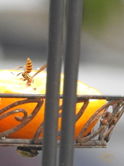 Polistes exclamans