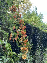 Pyracantha fortuneana