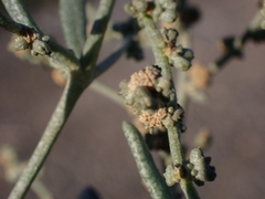 Atriplex portulacoides