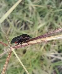Prosapia ignifera