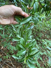 Pyracantha fortuneana
