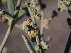 Atriplex portulacoides