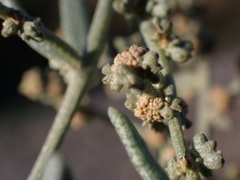 Atriplex portulacoides