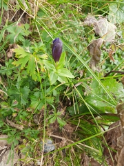 Gentiana septemfida