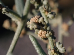 Atriplex portulacoides