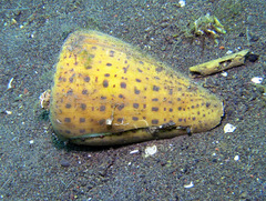 Conus betulinus