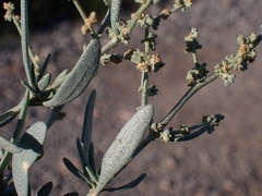 Atriplex portulacoides