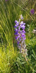 Lupinus arcticus