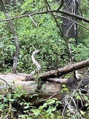 Troglodytes pacificus