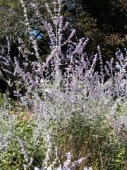Salvia yangii