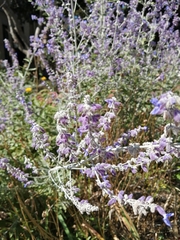 Salvia yangii