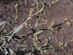 Atriplex portulacoides