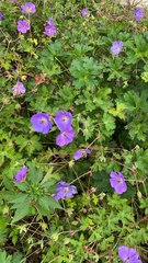 Geranium pratense