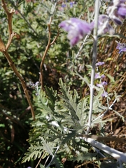 Salvia yangii