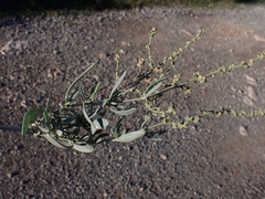 Atriplex portulacoides