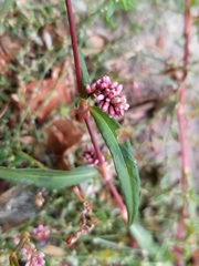 Persicaria maculosa
