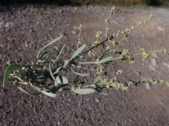 Atriplex portulacoides