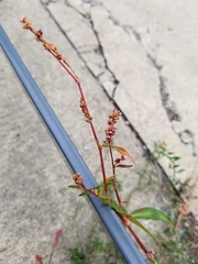 Persicaria maculosa