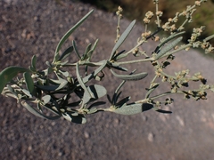 Atriplex portulacoides