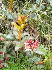 Gaultheria