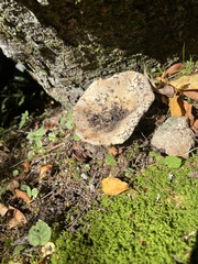Russula brevipes