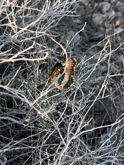 Chlosyne californica